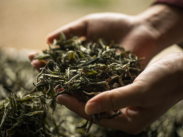 游志坚深夜看望君山茶厂制茶人员